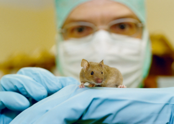 Χονγκ Κονγκ: Πείραμα σε χάμστερ έδειξε πως η μάσκα μειώνει τη μετάδοση του ιού