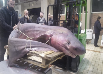 Καβάλα: Καρχαριοειδές κοίτος στα δίχτυα ψαράδων