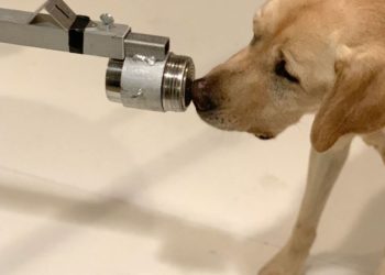 Βρετανία: Ερευνητές εξετάζουν αν μπορούν οι σκύλοι να μυρίσουν τον νέο κορονοϊό