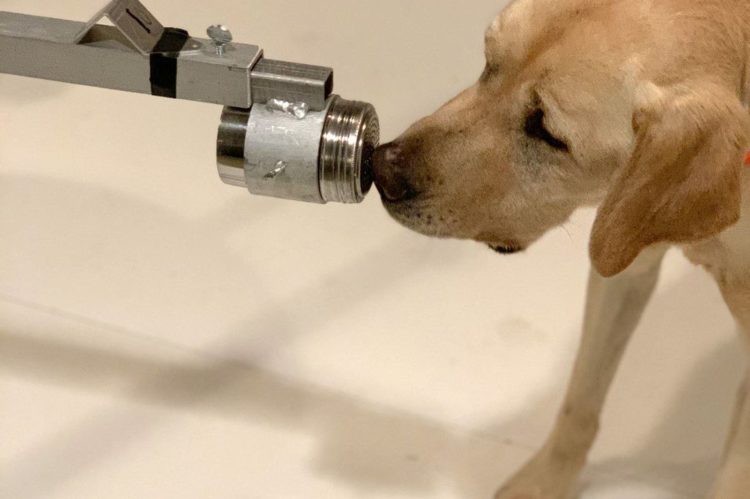 Βρετανία: Ερευνητές εξετάζουν αν μπορούν οι σκύλοι να μυρίσουν τον νέο κορονοϊό