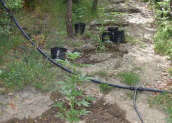 Καλαμάτα: Χασισοφυτεία στην Αλαγονία