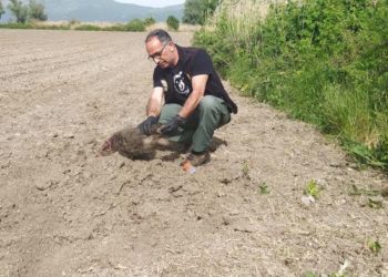 Καστοριά: Αρκούδα έθαψε σε αγρόκτημα τα μικρά της