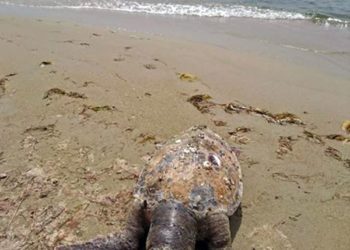 Καβάλα: Νεκρή θαλάσσια χελώνα ξεβράστηκε στην παραλία της Κεραμωτής