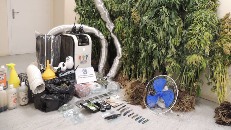 Ασπρόπυργος: Δύο συλλήψεις για φυτεία κάνναβης