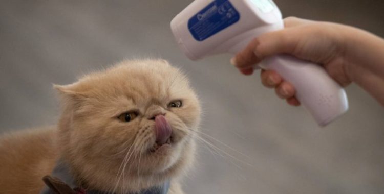 Κορονοϊός: Επίσημη έρευνα – Οι γάτες μπορούν να κολλήσουν από τους ανθρώπους