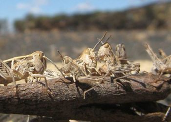 Ιταλία: Επιδρομή ακρίδων σε καλλιεργήσιμες εκτάσεις στη Σαρδηνία