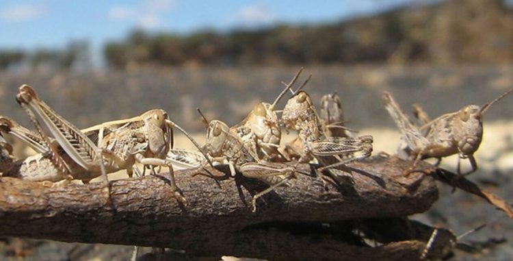 Ιταλία: Επιδρομή ακρίδων σε καλλιεργήσιμες εκτάσεις στη Σαρδηνία