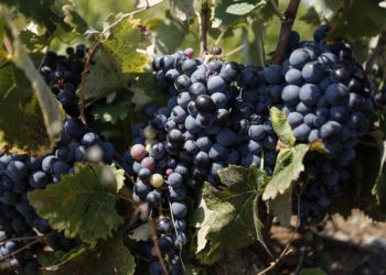 Ξεκίνησαν οι αιτήσεις για ένταξη στο μέτρο Απόσταξης Κρίσης