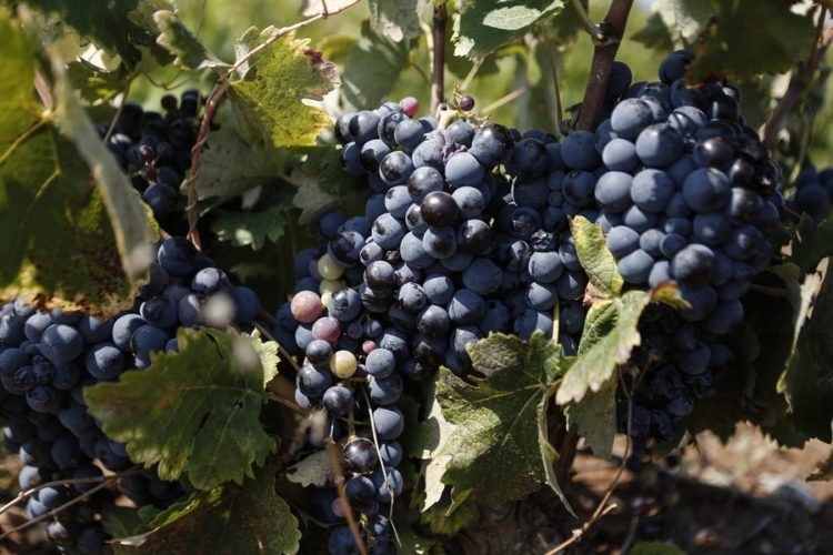 Ξεκίνησαν οι αιτήσεις για ένταξη στο μέτρο Απόσταξης Κρίσης