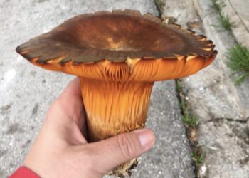 Φλώρινα: Σε κρίσιμη κατάσταση μαθητής που έφαγε δηλητηριώδη μανιτάρια – Μεταφέρθηκε με ειδική πτήση στη Γερμανία