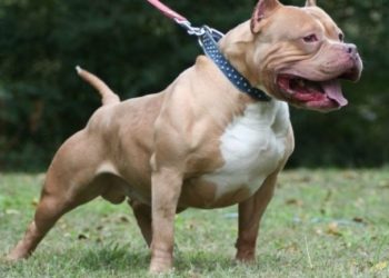 Εύβοια : Τον κατασπάραξε πίτμπουλ στο σπίτι του την ώρα που κοιμόταν