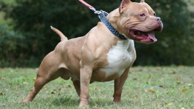 Εύβοια : Τον κατασπάραξε πίτμπουλ στο σπίτι του την ώρα που κοιμόταν