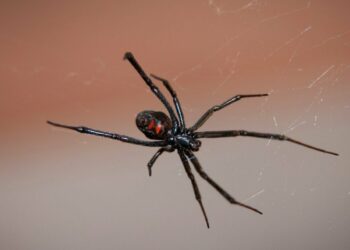 Πάτρα: Στη ΜΕΘ μωρό 10 μηνών από τσίμπημα μαύρης αράχνης