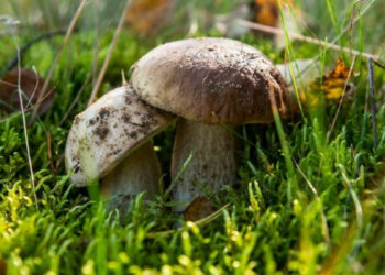 Έχασε τη μάχη ο μαθητής από τη Φλώρινα που είχε καταναλώσει δηλητηριώδη μανιτάρια