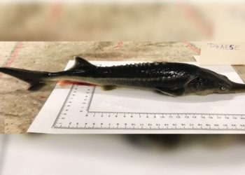 Ουγγαρία: Επιστήμονες δημιούργησαν κατά λάθος «υβρίδιο» ψαριού