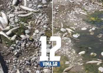 Ρόδος: Ξεβράστηκαν νεκρά ψάρια στην όχθη του ποταμού Κρεμαστής