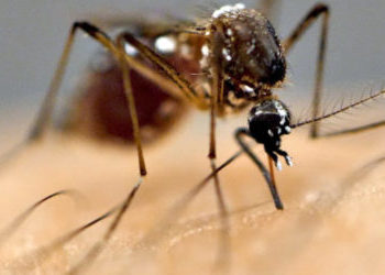 ΕΟΔΥ: Προσοχή στα κουνούπια – Οδηγίες για μέτρα προφύλαξης στο σπίτι και την εργασία