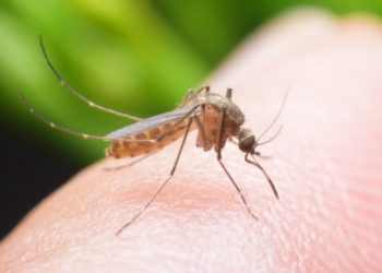 Ιός Δυτικού Νείλου: Πού εντοπίστηκαν τα δύο πρώτα κρούσματα στην Ελλάδα