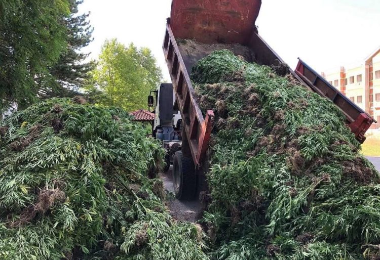 Γρεβενά: Οι απίστευτες εικόνες από φυτεία κάνναβης