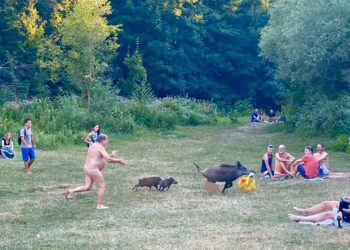 Βερολίνο: Γυμνός άνδρας τρέχει πίσω από αγριογούρουνα που του έκλεψαν το λάπτοπ