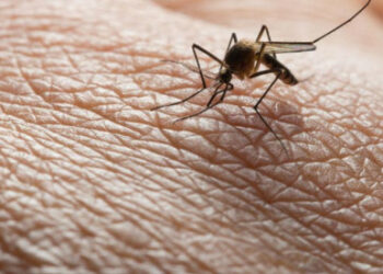 Σέρρες: Δεύτερη νεκρή από τον Ιό του Δυτικού Νείλου