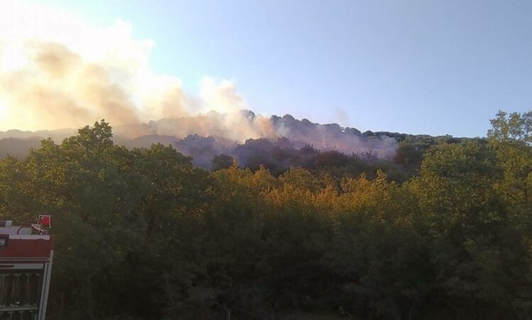 Αλεξανδρούπολη: Φωτιά σε δασική έκταση