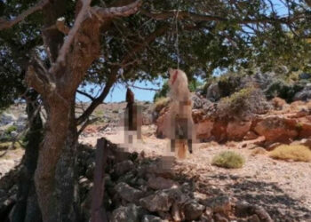 Αυτοκινητοπομπή στην Κρήτη για τα κουτάβια που βασανίστηκαν φρικτά και δολοφονήθηκαν