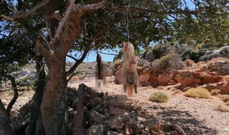 Αυτοκινητοπομπή στην Κρήτη για τα κουτάβια που βασανίστηκαν φρικτά και δολοφονήθηκαν