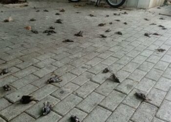 Χαλκίδα: Εκατοντάδες νεκρά πουλιά στην παραλία