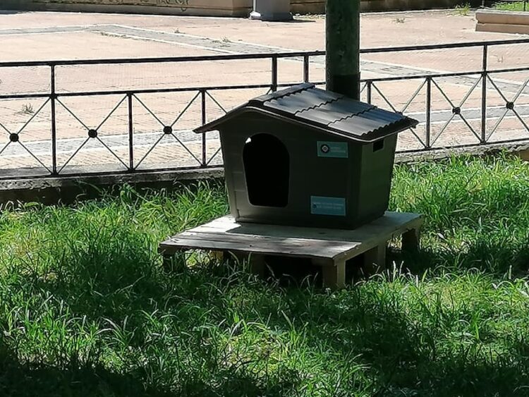 Δήμος Αθηναίων: Νέο πρόγραμμα για τα αδέσποτα