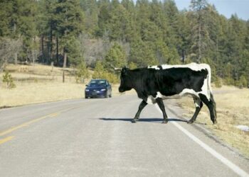 Αμαλιάδα: Αγελάδα προκάλεσε τροχαίο με τον τραυματισμό μητέρας και κόρης