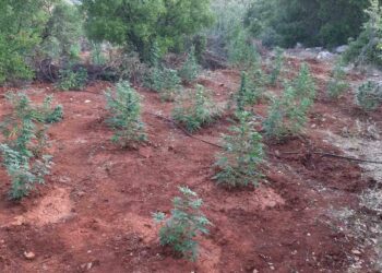 Άρκαδία: Μεγάλη φυτεία κάνναβης – Πάνω από 170 δενδρύλλια