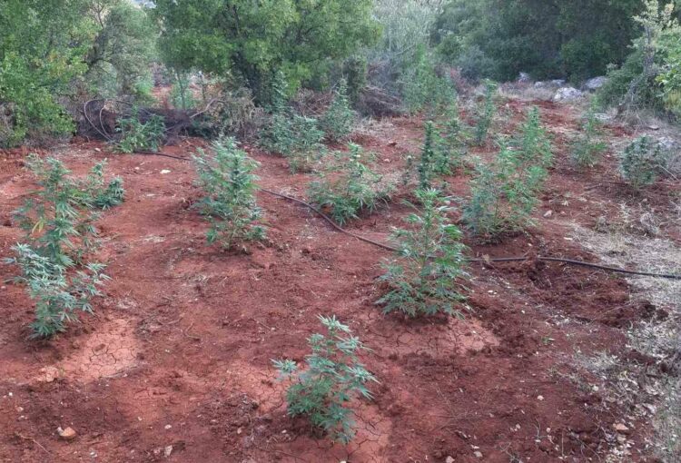 Άρκαδία: Μεγάλη φυτεία κάνναβης – Πάνω από 170 δενδρύλλια