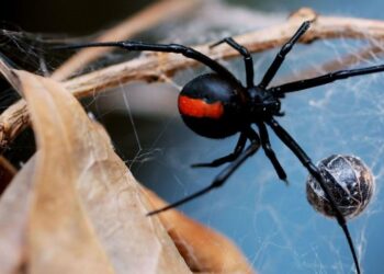 Ρίο: Στο νοσοκομείο ασθενής μετα από τσίμπημα «μαύρης χήρας»