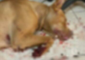 Κτηνωδία στην Κρήτη:  Έκοψε τα γεννητικά όργανα σκύλου με ψαλίδι και τον κρέμασε – Εικόνες που σοκάρουν