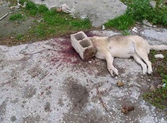 Αδιανόητη κτηνωδία στον Εύοσμο από ανθρωπόμορφο τέρας