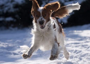 Ξενοδοχείο άφησε ζευγάρι μέσα στο κρύο επειδή είχε σκύλο