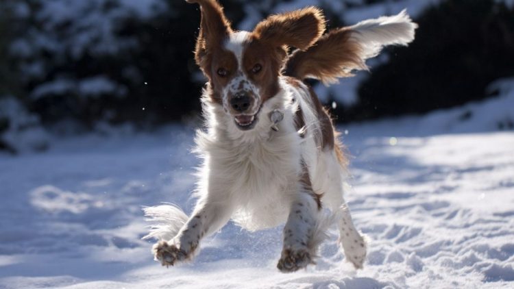 Ξενοδοχείο άφησε ζευγάρι μέσα στο κρύο επειδή είχε σκύλο