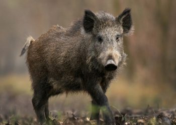 Αποκεφάλισαν αγριογούρουνο και το κρέμασαν πάνω σε πινακίδα κυκλοφορίας στο Πήλιο