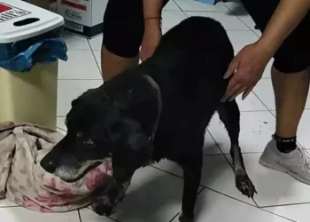 Νέα κτηνωδία στα Χανιά: Έδεσαν και έσερναν σκύλο σε προφυλακτήρα αυτοκινήτου!