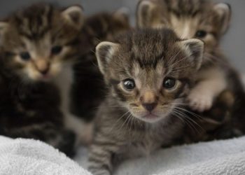 Φρίκη! Τεμάχισαν νεογέννητα γατάκια και τα έβαλαν σε πιάτο σίτισης των αδέσποτων