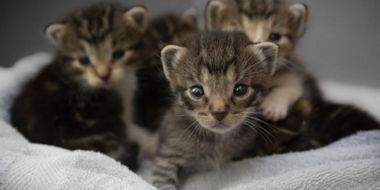 Φρίκη! Τεμάχισαν νεογέννητα γατάκια και τα έβαλαν σε πιάτο σίτισης των αδέσποτων