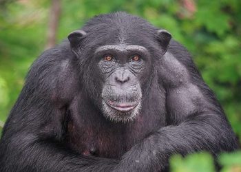 Αττικό Ζωολογικό Πάρκο: Σκότωσαν χιμπατζή που διέφυγε από τον χώρο του