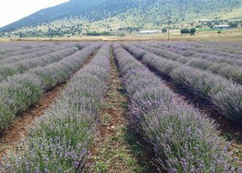 Άλλα 22,5 εκατ. ευρώ στους παραγωγούς για τις ζημιές εξαιτίας του covid