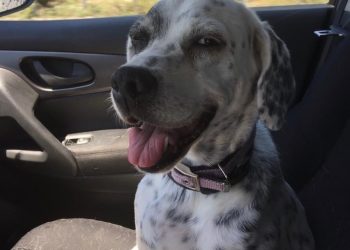 Το αντίο τη Ζωής Κωνσταντοπούλου στην Cookie