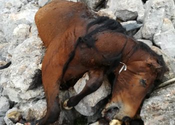 Πάρνηθα: Βρέθηκαν νεκρά άλογα σε γκρεμό