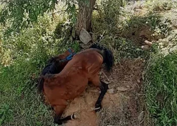 Συνελήφθη ο 34χρονος ιδιοκτήτης του αλόγου που βρέθηκε δεμένο και κρεμασμένο σε πλαγιά στην Τζια
