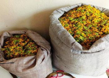 Καστοριά: Σύλληψη για παράνομη συλλογή αρωματικού-θεραπευτικού φυτού από την περιοχή του Γράμμου