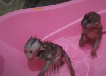 Ανθρωπόμορφα  κτήνη βασανίζουν νεογέννητα πιθηκάκια με καυτό νερό και λάδι