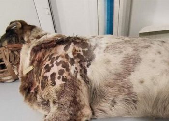 Πήλιο: Πυροβόλησε και σκότωσε αδέσποτο σκύλο